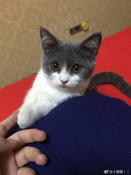 吃瓜遇到猫,温馨瞬间定格