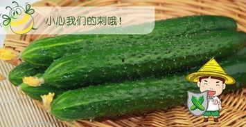 吃瓜配的歌曲,跟随吃瓜节奏，探寻音乐与生活的和谐共鸣