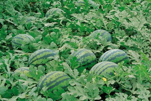 长沙群本地吃瓜,揭秘街头巷尾的热辣趣闻