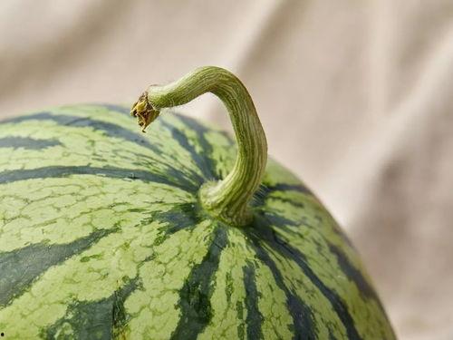 上海吃瓜哥,揭秘沪上美食圈的那些事儿