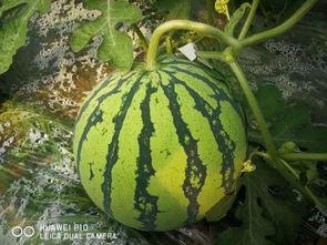 千城最新吃瓜,揭秘最新吃瓜事件背后的真相