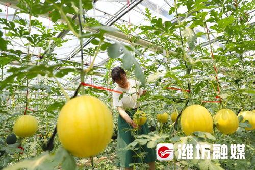 昌乐最新吃瓜事件,揭秘网络热议背后的真相