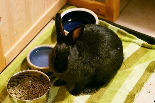 吃瓜兔兔齐腰,揭秘网络红人的崛起之路