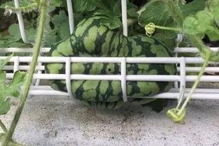 坚强吃瓜,笑对人生百态