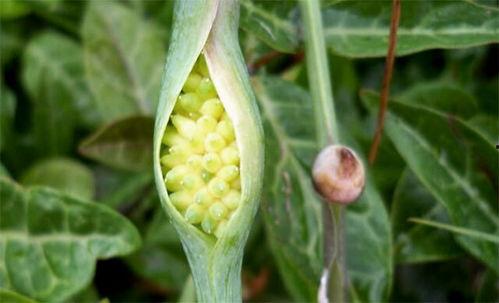 风吹半夏吃瓜现场,揭秘娱乐圈幕后风云