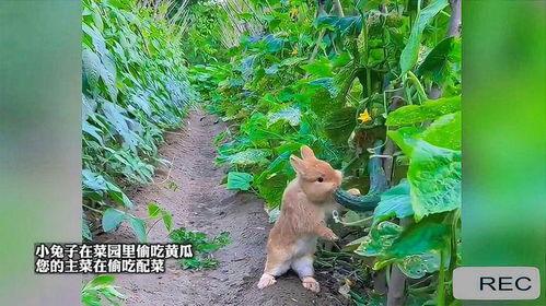 吃瓜的兔子的动物,吃瓜兔子的趣味生活揭秘