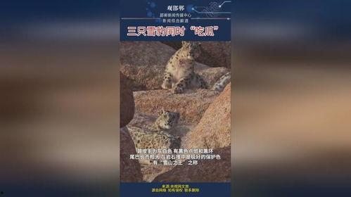 雪豹吃瓜,揭秘雪域高原上的“吃瓜”传奇