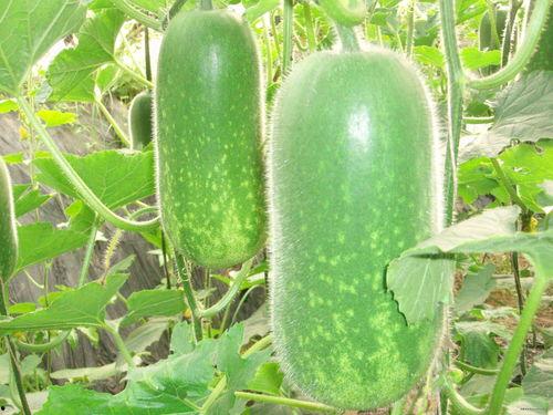 吃瓜401,一场网络热点的狂欢与反思