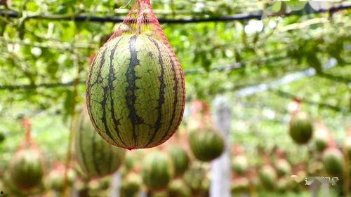 东纶吃瓜,揭秘娱乐圈背后的那些事儿