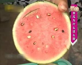 捎瓜炒着吃,捎瓜炒着吃的家常风味探索