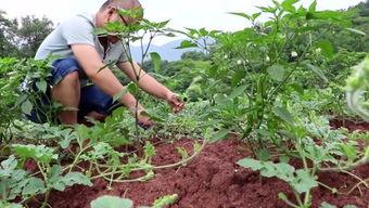 农村威哥吃瓜,农村威哥的夏日吃瓜盛宴