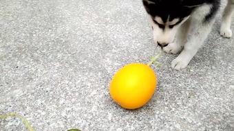 大马哈吃瓜,一场生态与美食的盛宴