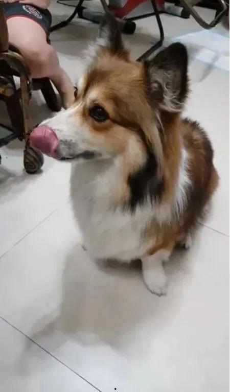 大狗狗视频吃瓜,萌宠美食瞬间，萌态可掬引网友热议