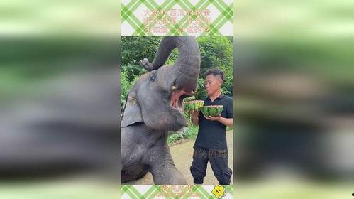 大象吃瓜网,揭秘娱乐圈幕后故事，带你领略明星真实生活