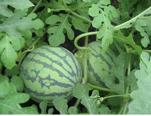 商丘初中吃瓜事件,校园风波背后的真相与反思