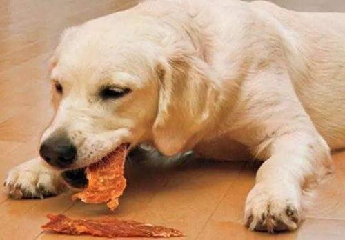 狗子趴墙上吃瓜,瓜香四溢乐翻天