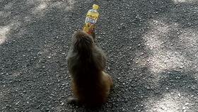 行走的吃瓜者,揭秘娱乐圈幕后真相