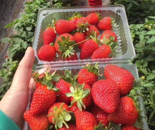 吃瓜摘草莓sk,吃瓜摘草莓，尽享田园风光